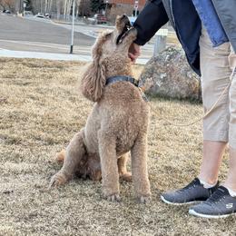 Goldendoodle All Grown Up from Elevation Goldens