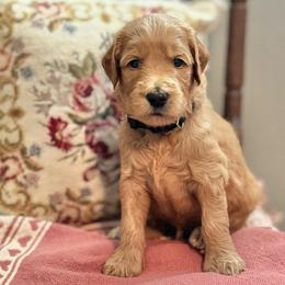 Sleepy- Black - Apricot male Goldendoodle puppy in Bay City, Texas from Charming Doods Goldendoodles