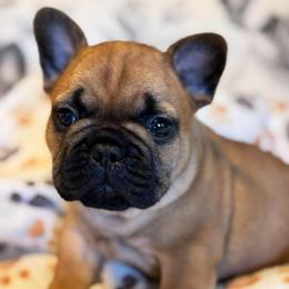 Phonix - Fawn male French Bulldog puppy in Germantown, Ohio from LaBelle Bulldogs
