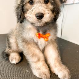 Copper (Orange) - male Golden Mountain Doodle puppy in Boiling Springs, South Carolina from OlliePups, LLC