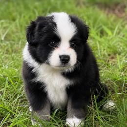 Tahoe - Black tri female Miniature American Shepherd puppy in Leitchfield, Kentucky from Legendmaker MAS