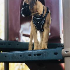 Boxer Puppies from Grand Lake Boxers