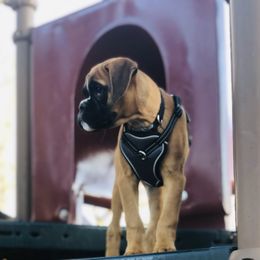 Boxer Puppies from Grand Lake Boxers