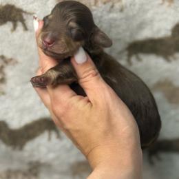 Crush - Chocolate and cream male Dachshund puppy in Oklahoma City, Oklahoma from Barrett’s Doxie Farm