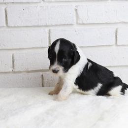 Woody - Parti male Labradoodle puppy in Bryantown, Maryland from Doodles on Duty