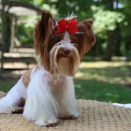 Zoey - Yorkshire Terrier