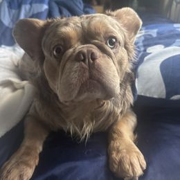 Euro - French Bulldog