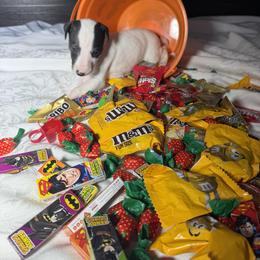 Shadow - White and blue male Whippet puppy in London, Kentucky from Hertzog  Whippets