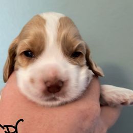 Apricot - Red and white female Cocker Spaniel puppy in Bayfield, Colorado from Lucky Doodle Creations