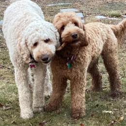 Australian Labradoodles from LakeRidge Labradoodles