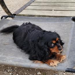 BECKY - Cavalier King Charles Spaniel