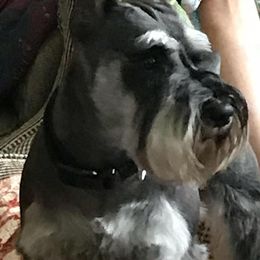 Miniature Schnauzer Puppies from Pierhaus Minature Schnauzers