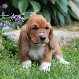 Tate - Tan and white male Basset Hound puppy in Idaho from Welcome Home Bassets