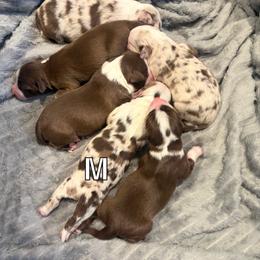 RTF-3 - Red tri female Miniature Australian Shepherd puppy in Chino Valley, Arizona from Perkins Mini/Toy Aussies