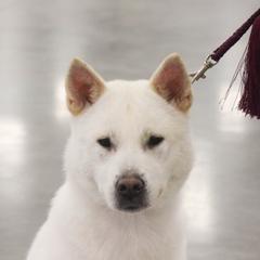 Kishu Ken All Grown Up from Ourou Sou