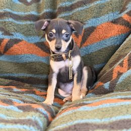 Channel - Black white and tan female Xoloitzcuintli puppy in Victorville, California from Elegancia Vintage Xoloitzcuintle