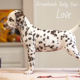 Love - White and liver brown Dalmatian puppy in Cleveland, Texas from Arrowhead Dalmatians