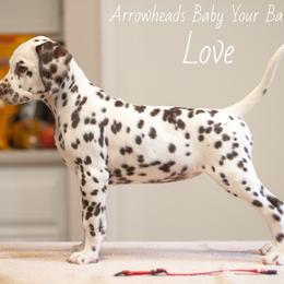 Love - White and liver brown Dalmatian puppy in Cleveland, Texas from Arrowhead Dalmatians