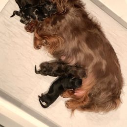 Dachshund Puppies from MyGaDachs