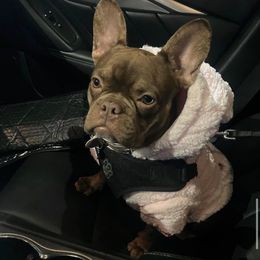 Muñeca - French Bulldog