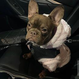 Muñeca - French Bulldog