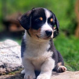Alexander Hamilton - Black and white male American Corgi puppy in Gouverneur, New York from St. Lawrence Corgis