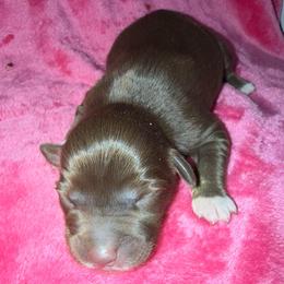 Roxie - Red tri female Miniature Australian Shepherd puppy in Godley, Texas from Bradley Kennels
