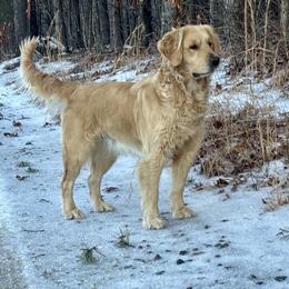 Comet - Golden Retriever