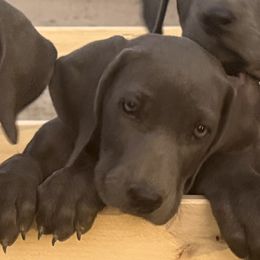 Doll Doll - Blue female Weimaraner puppy in Santa Clarita, California from Kennedy Weimaraners