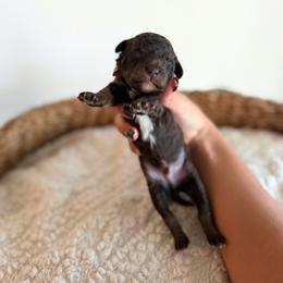 ESPRESSO - Chocolate male Goldendoodle puppy in Ivins Utah, Utah from Luxi Paws Doodles