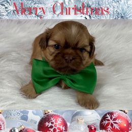 Bentley - Liver male Shih Tzu puppy in Columbia, Kentucky from Lisa Bandy Shih Tzu