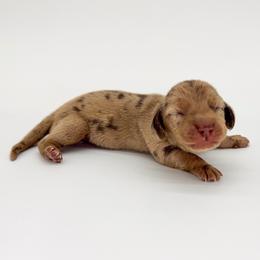 Beans - Dapple male Dachshund puppy in Waddell, Arizona from Neu Doxies