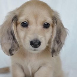 Dachshund Puppies from Dreamheart Dachshunds