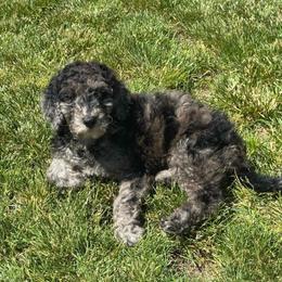 Oregano - Merle female Goldendoodle puppy in Sterling, Connecticut from Justine’s Retrievers and Doodles, LLC