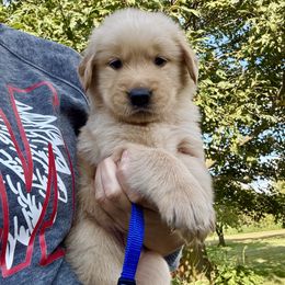Blue Boy - Golden male Golden Retriever puppy in Macy, Indiana from Macy Golden Meadows