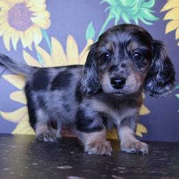 Banana Chip - Dapple male Dachshund puppy in Floresville, Texas from Muddy River Dachshunds