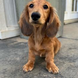 AKC Limited Archer - Red male Dachshund puppy in Cherry Valley, California from Sugar and Spice Dachshunds