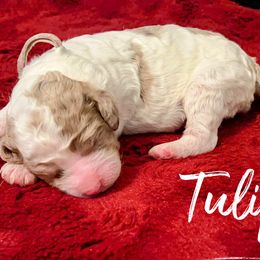 Tulip - Cream Labradoodle puppy in Ballwin, Missouri from Show Me Doodles