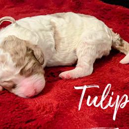 Tulip - Cream Labradoodle puppy in Ballwin, Missouri from Show Me Doodles