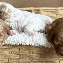 Orange Collar - Red  male Goldendoodle puppy in St. George, Utah from Dashing Doodle Pups