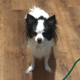 Chihuahuas from Fancy Chihuahuas