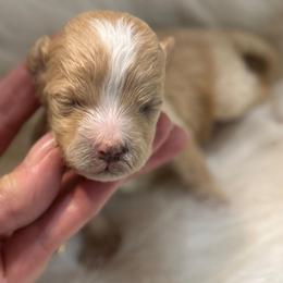 Aero - Apricot male Maltipoo puppy in Lebanon, Kentucky from Mosaic Merle Doodles