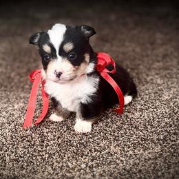 Boy 2 - Black and tan male Corgipoo puppy in Junction, Utah from Sugar Doodles