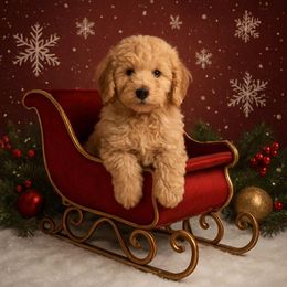Boy 2 - Cream male Goldendoodle puppy in Cartersville, Georgia from Oodles of doodles nw ga