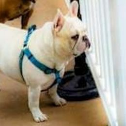 Nonnie - French Bulldog