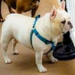 Nonnie - French Bulldog