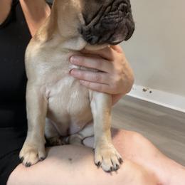 French Bulldog puppies from Blessed and Boujee Frenchies