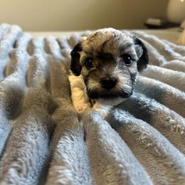 Havanese Puppies from Sweet Tea Havanese
