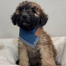 Cocoa-blue - Phantom male Bernedoodle puppy in Oak Hills, California from High Desert Doodles