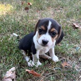 Pocket Beagle Maggie - Black tan and white female Beagle puppy in Gentry, Arkansas from HC Puppy Ranch